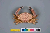 藏品(巴氏滑面蟹)的圖片